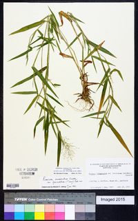 Dichanthelium acuminatum subsp. acuminatum image