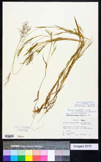 Dichanthelium acuminatum subsp. acuminatum image