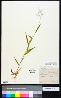 Dichanthelium acuminatum subsp. acuminatum image