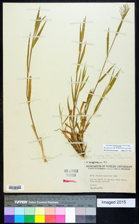 Dichanthelium acuminatum subsp. acuminatum image