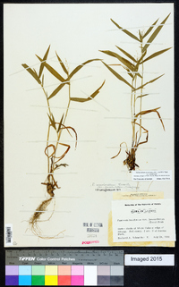 Dichanthelium acuminatum subsp. acuminatum image