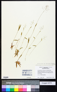 Dichanthelium acuminatum subsp. implicatum image