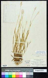 Dichanthelium acuminatum subsp. acuminatum image