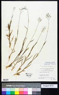 Dichanthelium acuminatum subsp. implicatum image