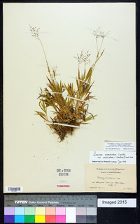 Dichanthelium acuminatum subsp. implicatum image