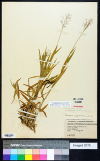 Dichanthelium acuminatum subsp. implicatum image