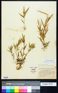 Dichanthelium acuminatum subsp. implicatum image