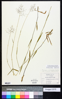 Dichanthelium acuminatum subsp. implicatum image