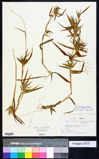 Dichanthelium acuminatum subsp. lindheimeri image