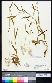 Dichanthelium acuminatum subsp. acuminatum image