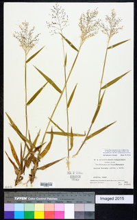 Dichanthelium acuminatum subsp. acuminatum image