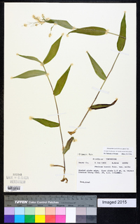 Dichanthelium boscii image