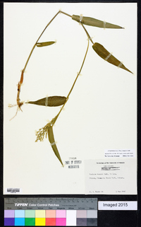 Dichanthelium boscii image