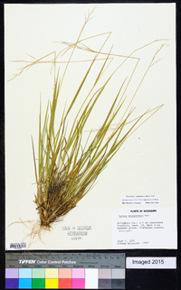 Dichanthelium depauperatum image