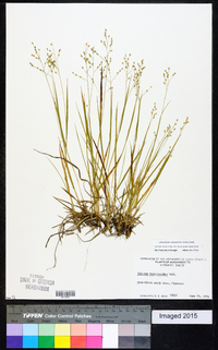 Dichanthelium depauperatum image