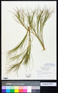 Dichanthelium dichotomum var. breve image