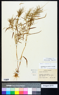 Dichanthelium dichotomum var. dichotomum image