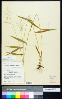 Dichanthelium dichotomum var. dichotomum image