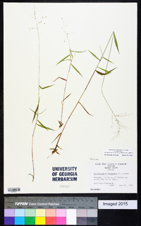 Dichanthelium dichotomum var. dichotomum image