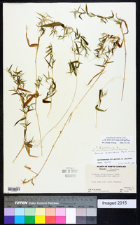 Dichanthelium ensifolium image