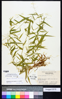 Dichanthelium ensifolium image