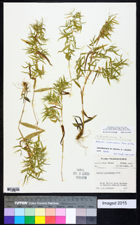 Dichanthelium ensifolium image