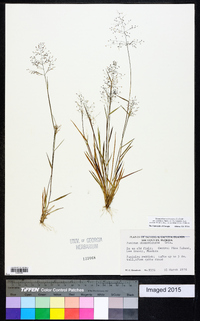 Dichanthelium ensifolium image