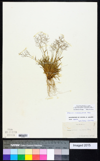 Dichanthelium ensifolium image