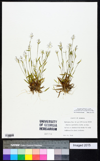 Dichanthelium ensifolium image