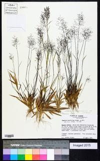 Dichanthelium ensifolium image