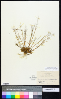 Dichanthelium ensifolium image