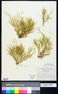 Dichanthelium ensifolium image