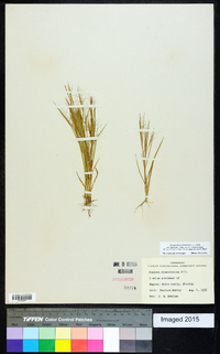 Dichanthelium ensifolium image