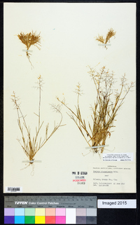 Dichanthelium ensifolium image