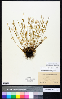 Dichanthelium ensifolium image