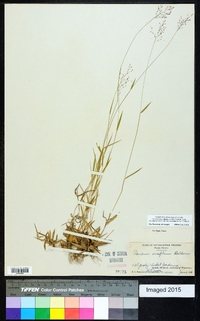 Dichanthelium ensifolium image