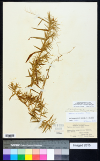 Dichanthelium ensifolium image