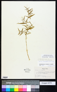 Dichanthelium ensifolium image