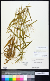 Dichanthelium ensifolium image