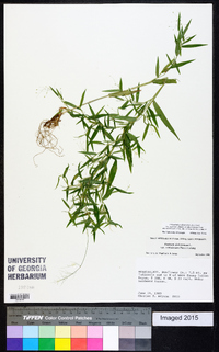 Dichanthelium ensifolium image