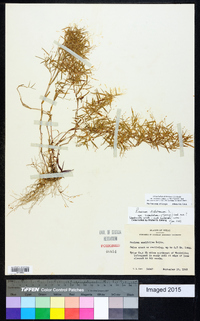 Dichanthelium ensifolium image