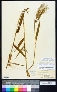 Dichanthelium ensifolium image