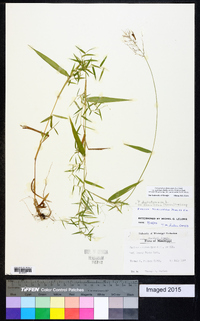 Dichanthelium ensifolium image