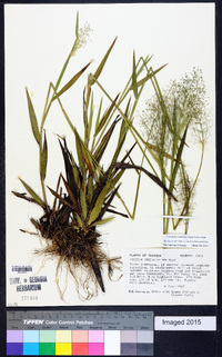 Dichanthelium erectifolium image