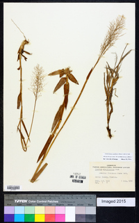 Dichanthelium erectifolium image