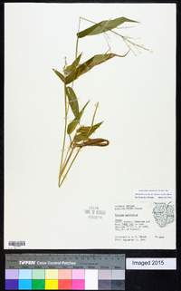 Dichanthelium latifolium image