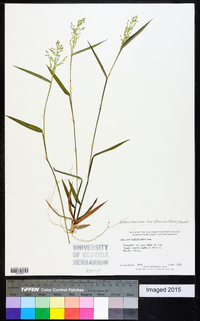 Dichanthelium laxiflorum image