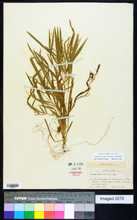 Dichanthelium laxiflorum image