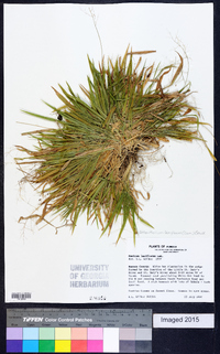 Dichanthelium laxiflorum image