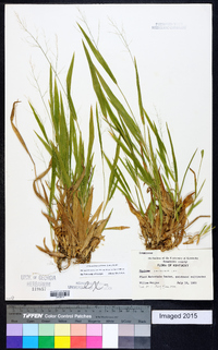 Dichanthelium laxiflorum image